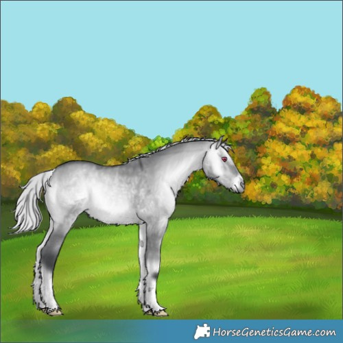 Horse Color:Silver Brown Chinchilla Onyx