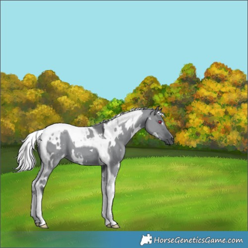 Horse Color:White Spotted Silver Grullo Chinchilla Tobiano 