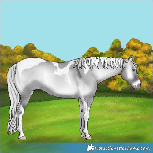 Horse Color:Silver Smoky Grullo Chinchilla Onyx Tobiano