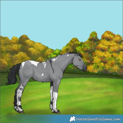 Horse Color:Grullo Chinchilla Tobiano 