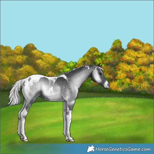 Horse Color:Silver Blue Onyx Chinchilla Tobiano 