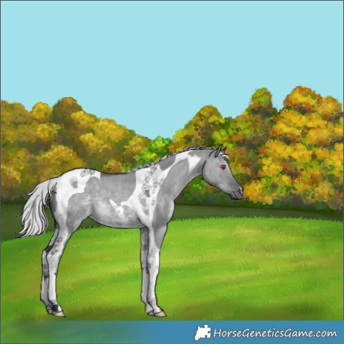 Horse Color:Silver Grullo Chinchilla Tobiano 