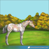 Horse Color:Nacre White Spotted Buckskin Ice