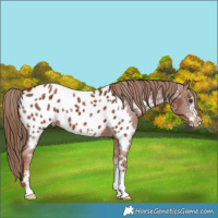 Horse Color:Chestnut Sabino Appaloosa