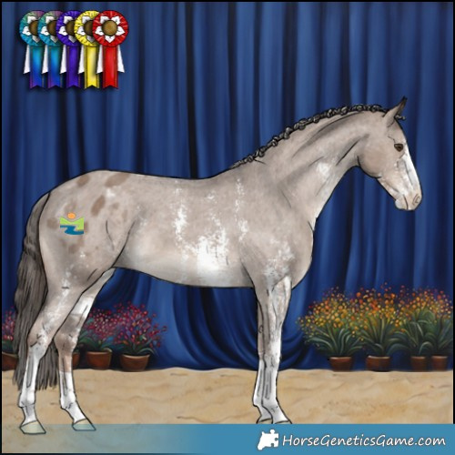 Horse Color:Liver Red Dun Sabino Appaloosa 
