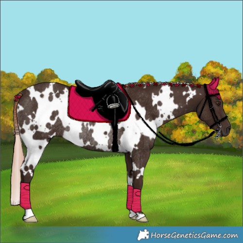 Horse Color:White Spotted Liver Chestnut Rabicano 