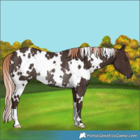 Horse Color:White Spotted Liver Chestnut Rabicano 