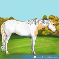 Horse Color:Palomino Tobiano Frame Rabicano 
