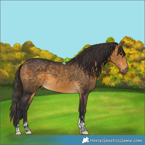 Horse Color:Buckskin Tobiano 