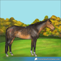 Horse Color:Buckskin Tobiano 