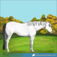 Horse Color:White Spotted Black 