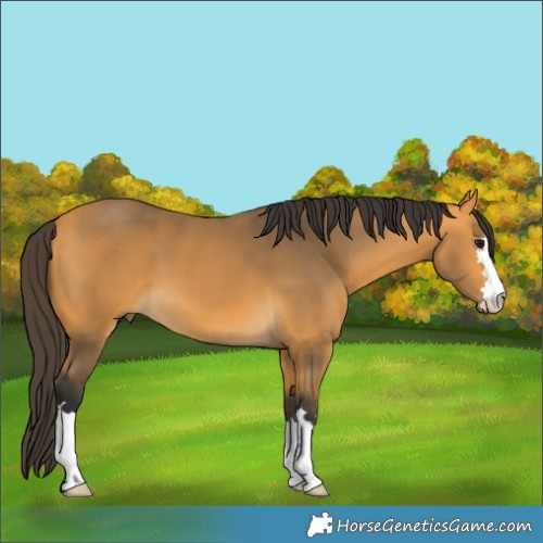 Horse Color:Buckskin 