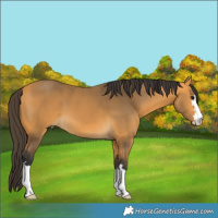 Horse Color:Buckskin 