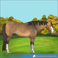 Horse Color:Buckskin 