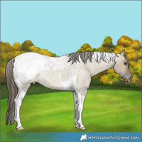 Horse Color:Buckskin Roan Dun Tobiano Appaloosa Rabicano 