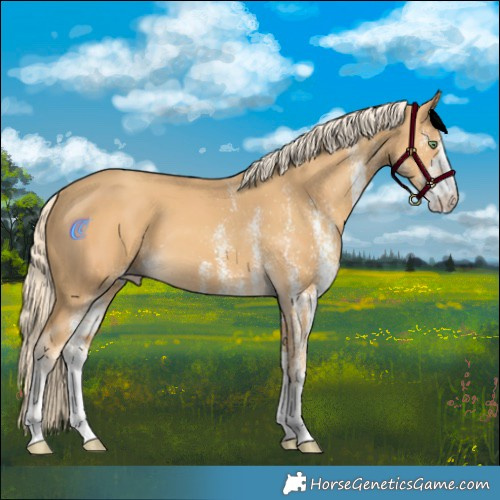 Horse Color:White Spotted Gold Cream Champagne 