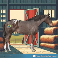Horse Color:Liver Chestnut Appaloosa 