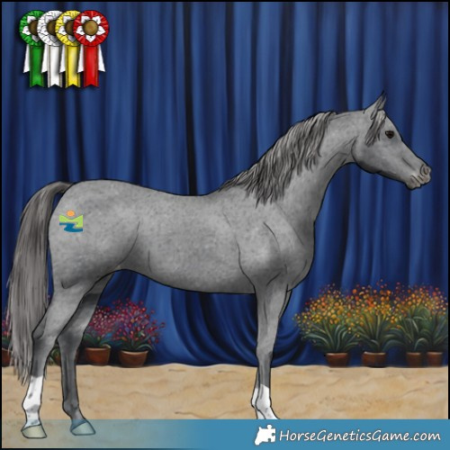 Horse Color:Black Appaloosa 