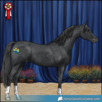 Horse Color:Black Appaloosa 