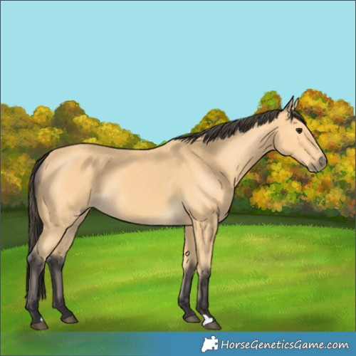 Horse Color:Buckskin 