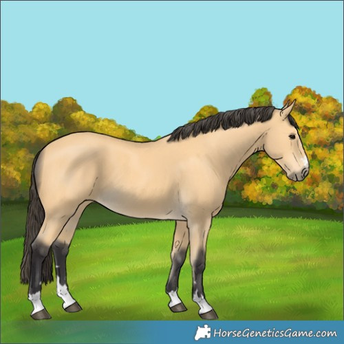 Horse Color:Buckskin 