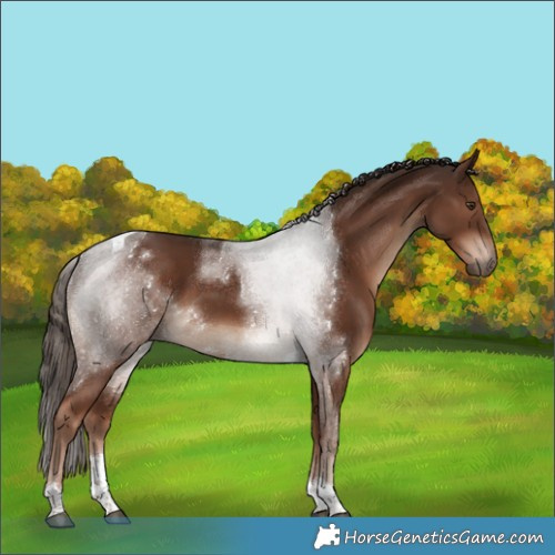 Horse Color:Liver Chestnut Tobiano