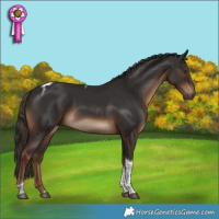 Horse Color:Liver Chestnut Tobiano 