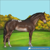 Horse Color:Liver Chestnut Tobiano 