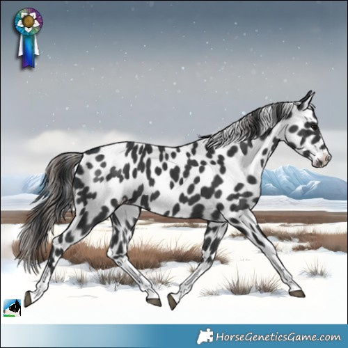 Horse Color:White Spotted Black Leopard 