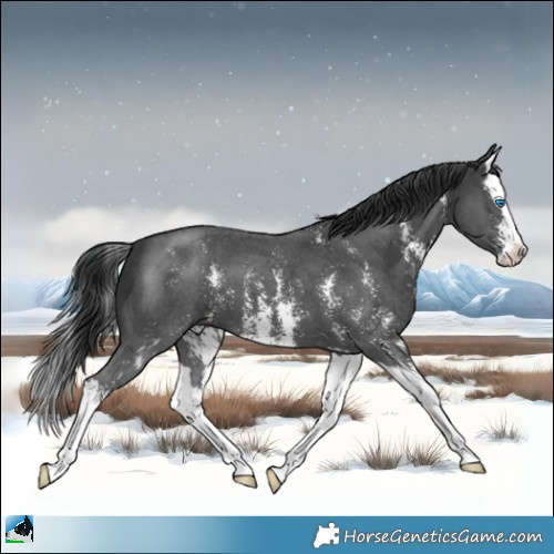 Horse Color:Black Sabino Splash 