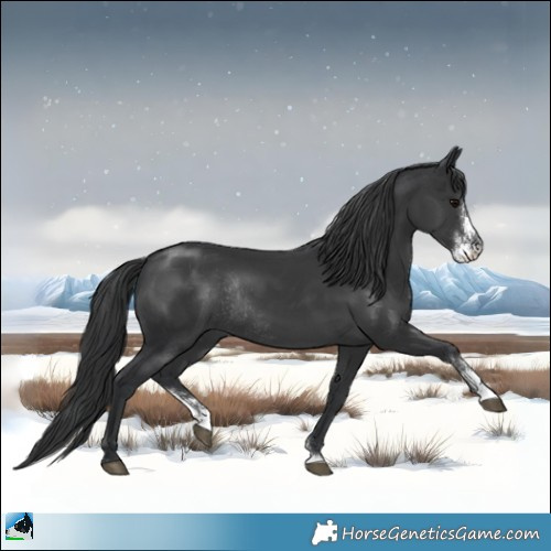 Horse Color:Black Mushroom Sabino Rabicano 