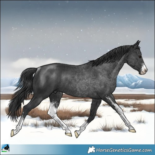 Horse Color:Black Sabino Rabicano 