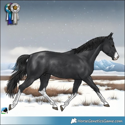 Horse Color:White Spotted Black Rabicano 