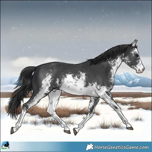 Horse Color:White Spotted Black Sabino Rabicano 