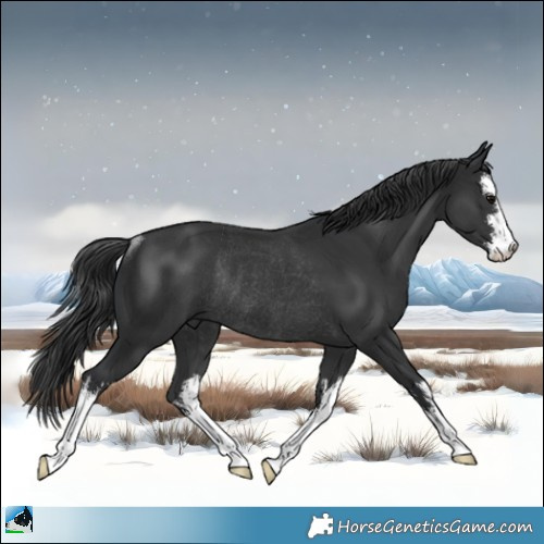 Horse Color:White Spotted Black Rabicano 