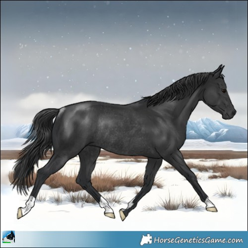 Horse Color:Black Rabicano 