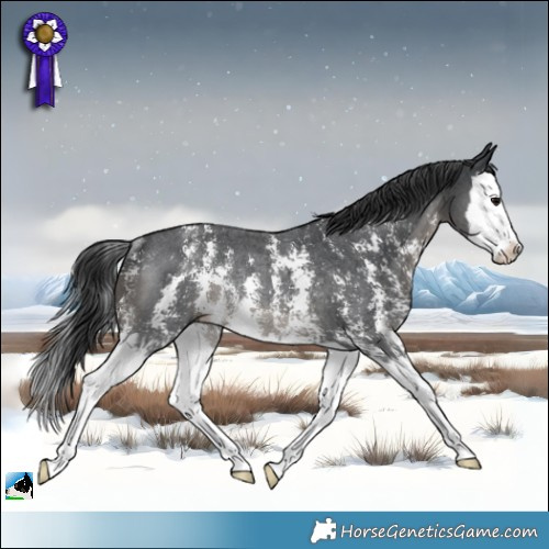 Horse Color:Black Sabino Splash Rabicano 