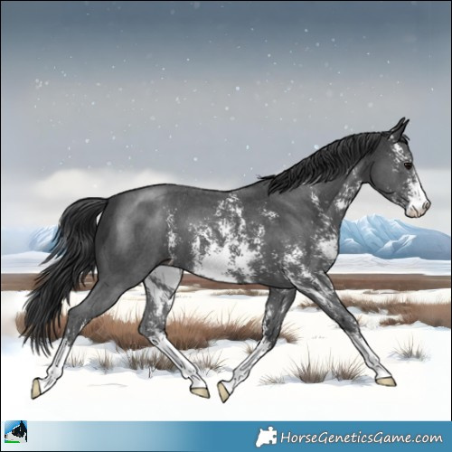 Horse Color:Black Sabino 