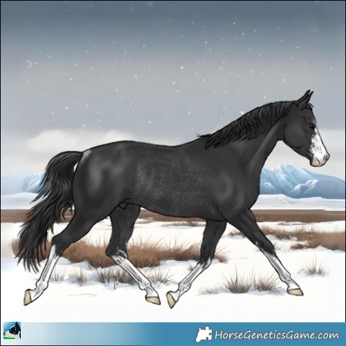 Horse Color:White Spotted Black Rabicano 