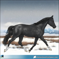 Horse Color:Black 