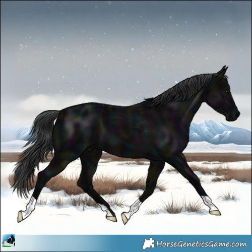 Horse Color:Midnight Black Mushroom 