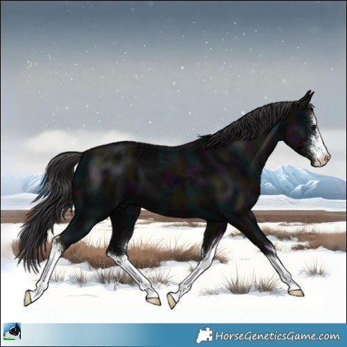 Horse Color:White Spotted Midnight Smoky Black Mushroom 