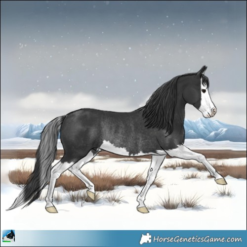 Horse Color:White Spotted Black Mushroom Splash Rabicano 