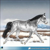 Horse Color:White Spotted Black Mushroom Sabino Rabicano