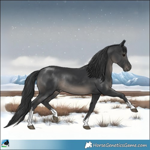 Horse Color:White Spotted Black Rabicano 