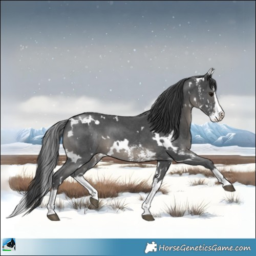 Horse Color:White Spotted Black Mushroom Sabino Splash 