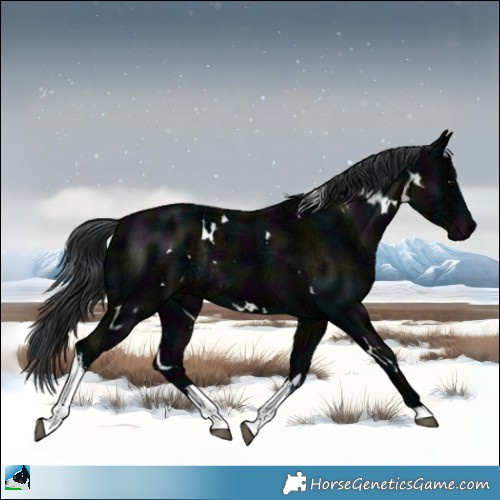 Horse Color:White Spotted Midnight Black Ice Mushroom Rabicano 