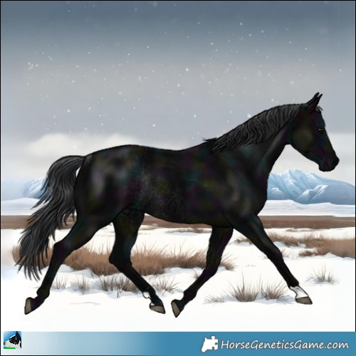 Horse Color:Midnight Black Mushroom Rabicano 