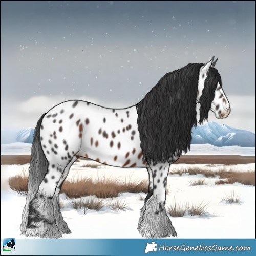 Horse Color:Brown Appaloosa 