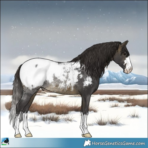 Horse Color:Buckskin Ice Appaloosa Rabicano 